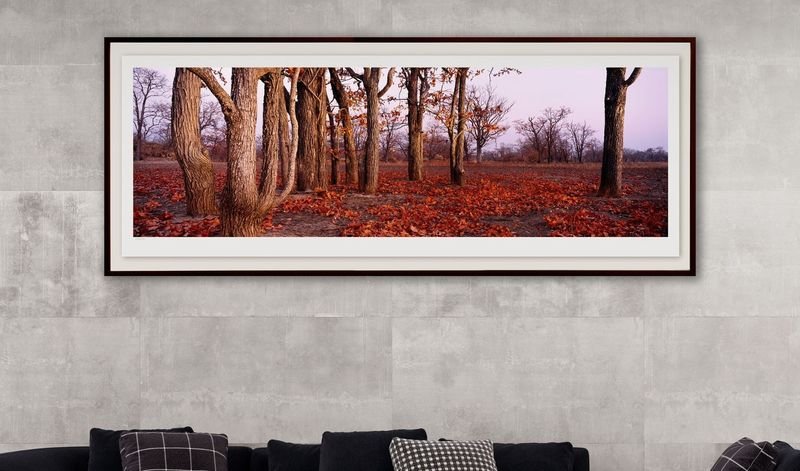 Red forest panorama in a wide black frame